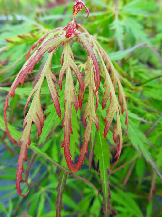 '- Acer palmatum 'Spring Delight' Japanese Maple - Mr Maple │ Buy Japanese Maple Trees