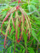 '- Acer palmatum 'Spring Delight' Japanese Maple - Mr Maple │ Buy Japanese Maple Trees