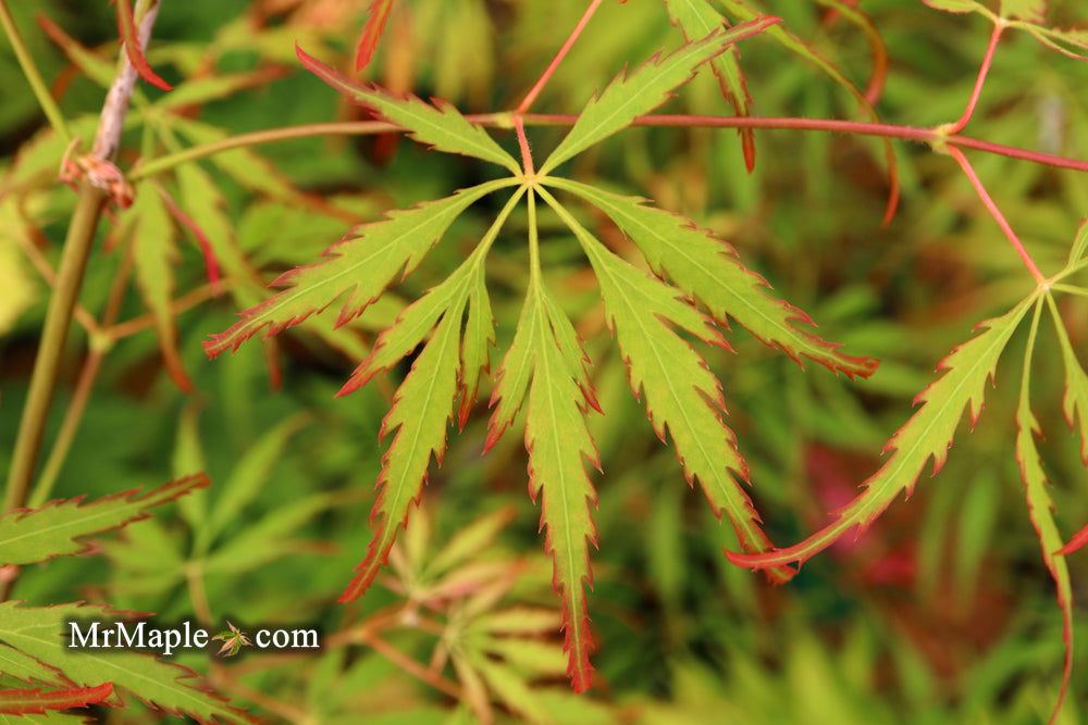 '- Acer palmatum 'Spring Delight' Japanese Maple - Mr Maple │ Buy Japanese Maple Trees