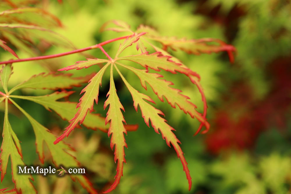 '- Acer palmatum 'Spring Delight' Japanese Maple - Mr Maple │ Buy Japanese Maple Trees