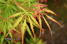 Buy Acer palmatum dissectum 'Spring Delight' Japanese Maple — Mr Maple ...