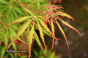 Buy Acer palmatum dissectum 'Spring Delight' Japanese Maple — Mr Maple ...