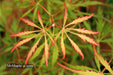 '- Acer palmatum 'Spring Delight' Japanese Maple - Mr Maple │ Buy Japanese Maple Trees