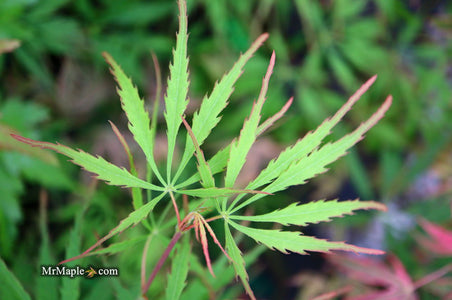 Buy Acer palmatum dissectum 'Spring Delight' Japanese Maple — Mr Maple ...