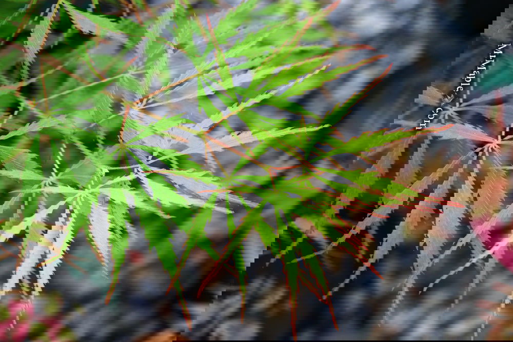 Buy Acer palmatum dissectum 'Spring Delight' Japanese Maple — Mr