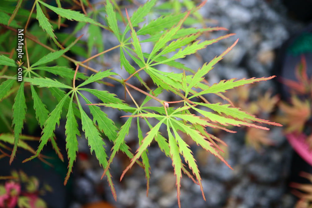 - Acer palmatum 'Spring Delight' Japanese Maple - Mr Maple │ Buy Japanese Maple Trees