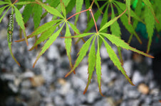 Buy Acer palmatum dissectum 'Spring Delight' Japanese Maple — Mr Maple ...