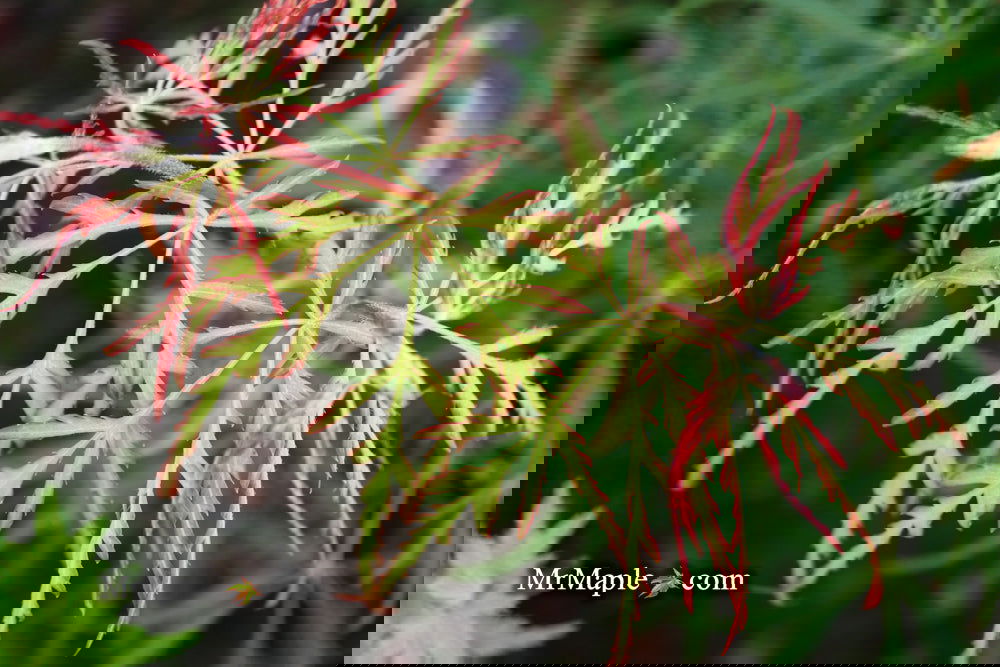 ahpl A.H.P.L ナッティダディ　　レアCOLOR Buy Acer palmatum dissectum 'Spring Delight' Japanese Maple