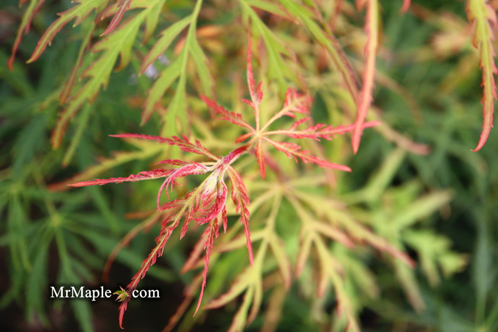 - Acer palmatum 'Spring Delight' Japanese Maple - Mr Maple │ Buy Japanese Maple Trees