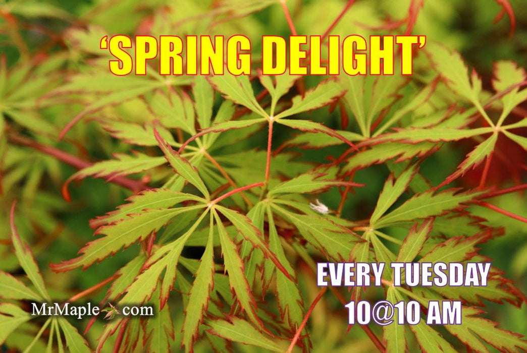 - Acer palmatum 'Spring Delight' Japanese Maple - Mr Maple │ Buy Japanese Maple Trees