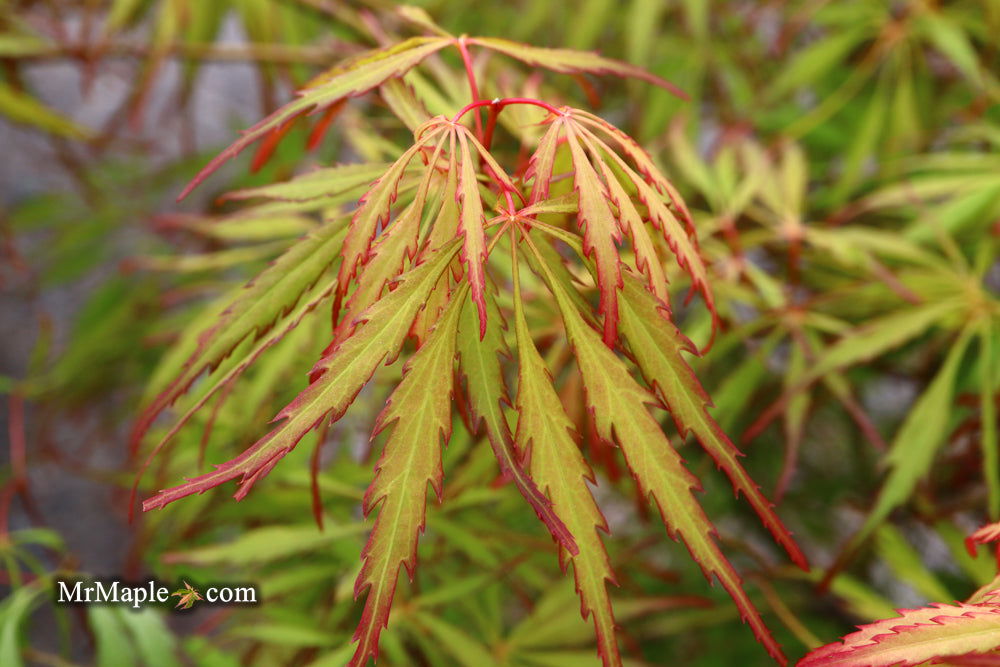 '- Acer palmatum 'Spring Delight' Japanese Maple - Mr Maple │ Buy Japanese Maple Trees