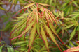 '- Acer palmatum 'Spring Delight' Japanese Maple - Mr Maple │ Buy Japanese Maple Trees