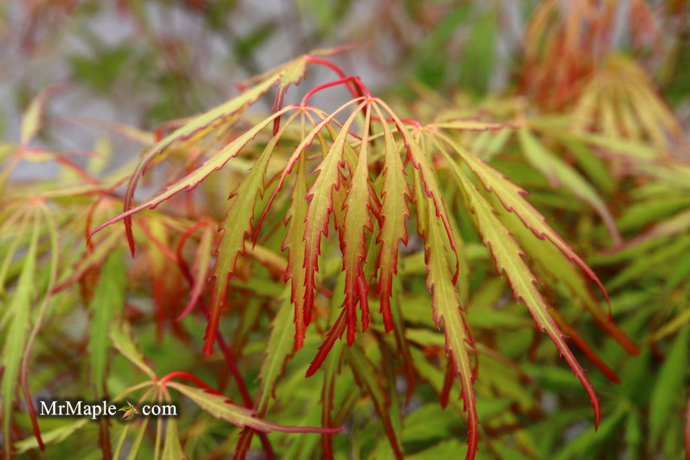 '- Acer palmatum 'Spring Delight' Japanese Maple - Mr Maple │ Buy Japanese Maple Trees