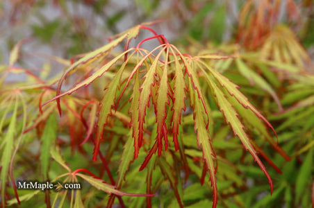 Buy Acer palmatum dissectum 'Spring Delight' Japanese Maple — Mr Maple ...