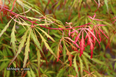 Buy Acer palmatum dissectum 'Spring Delight' Japanese Maple — Mr Maple ...