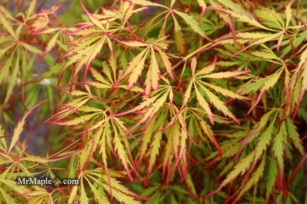 '- Acer palmatum 'Spring Delight' Japanese Maple - Mr Maple │ Buy Japanese Maple Trees