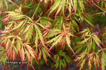 Buy Acer palmatum dissectum 'Spring Delight' Japanese Maple — Mr Maple ...