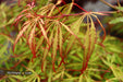 '- Acer palmatum 'Spring Delight' Japanese Maple - Mr Maple │ Buy Japanese Maple Trees