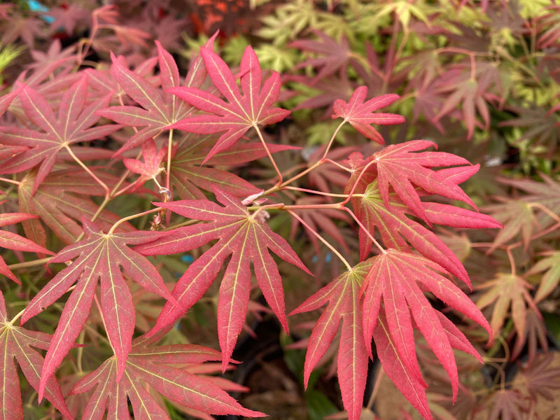 - Acer palmatum 'Spring Plum' Japanese Maple - Mr Maple │ Buy Japanese Maple Trees