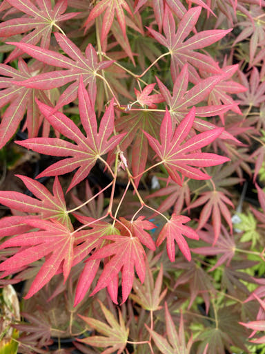 - Acer palmatum 'Spring Plum' Japanese Maple - Mr Maple │ Buy Japanese Maple Trees