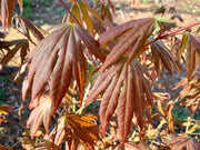 - Acer palmatum 'Spring Plum' Japanese Maple - Mr Maple │ Buy Japanese Maple Trees