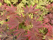 - Acer palmatum 'Spring Plum' Japanese Maple - Mr Maple │ Buy Japanese Maple Trees