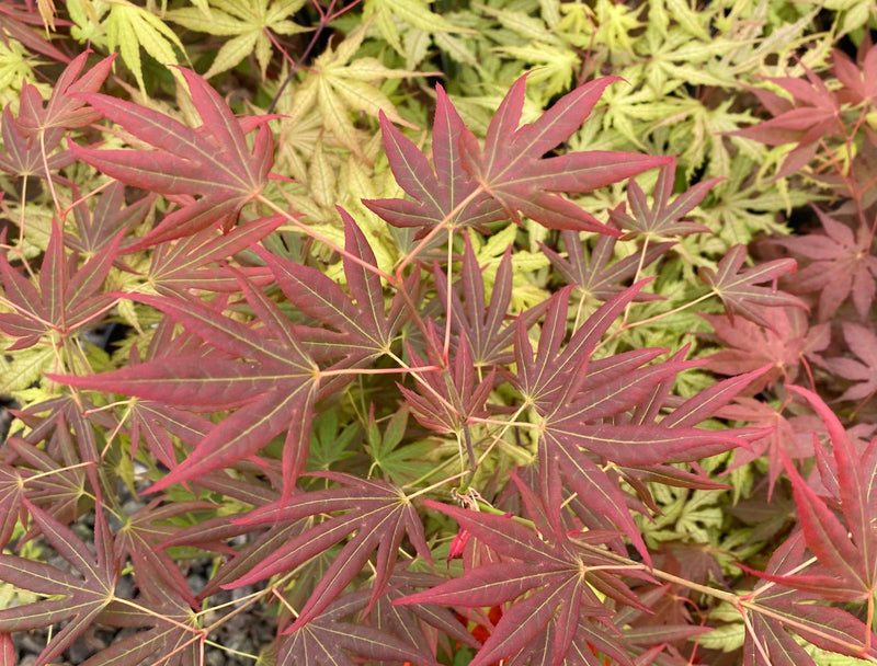 - Acer palmatum 'Spring Plum' Japanese Maple - Mr Maple │ Buy Japanese Maple Trees