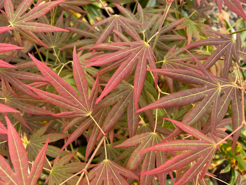 - Acer palmatum 'Spring Plum' Japanese Maple - Mr Maple │ Buy Japanese Maple Trees