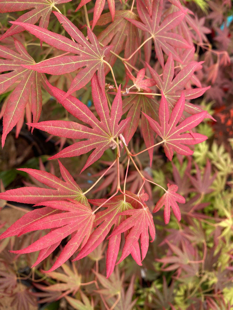 - Acer palmatum 'Spring Plum' Japanese Maple - Mr Maple │ Buy Japanese Maple Trees