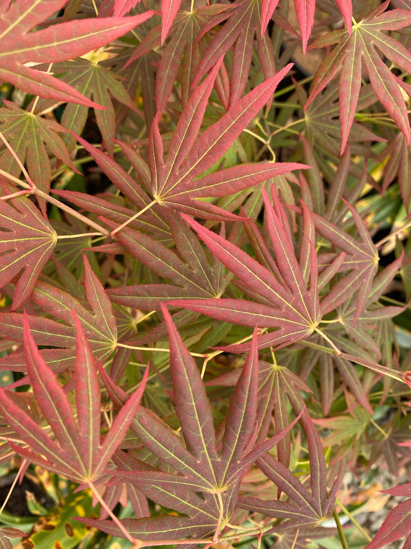 - Acer palmatum 'Spring Plum' Japanese Maple - Mr Maple │ Buy Japanese Maple Trees
