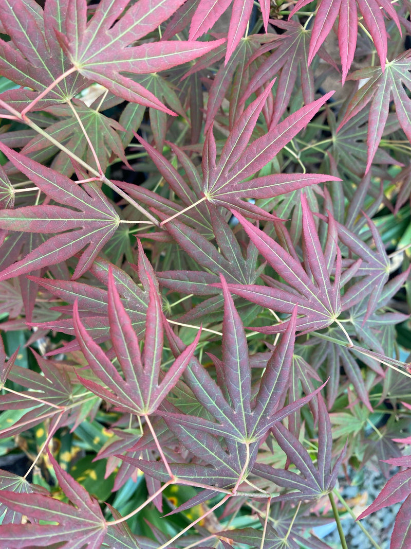 - Acer palmatum 'Spring Plum' Japanese Maple - Mr Maple │ Buy Japanese Maple Trees