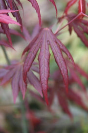 - Acer palmatum 'Spring Plum' Japanese Maple - Mr Maple │ Buy Japanese Maple Trees