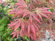 - Acer palmatum 'Spring Plum' Japanese Maple - Mr Maple │ Buy Japanese Maple Trees
