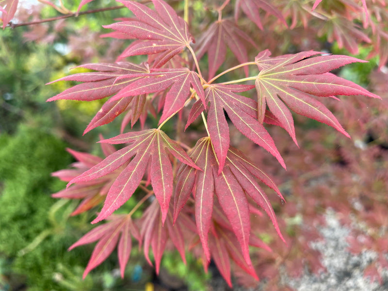 - Acer palmatum 'Spring Plum' Japanese Maple - Mr Maple │ Buy Japanese Maple Trees
