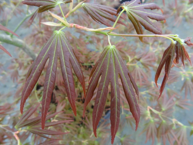 - Acer palmatum 'Spring Plum' Japanese Maple - Mr Maple │ Buy Japanese Maple Trees