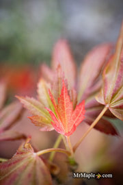 - Acer palmatum 'Spring Plum' Japanese Maple - Mr Maple │ Buy Japanese Maple Trees