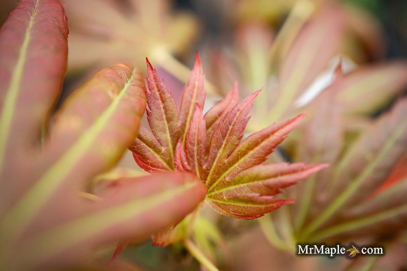 - Acer palmatum 'Spring Plum' Japanese Maple - Mr Maple │ Buy Japanese Maple Trees