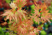 - Acer palmatum 'Squitty' Dwarf Japanese Maple - Mr Maple │ Buy Japanese Maple Trees