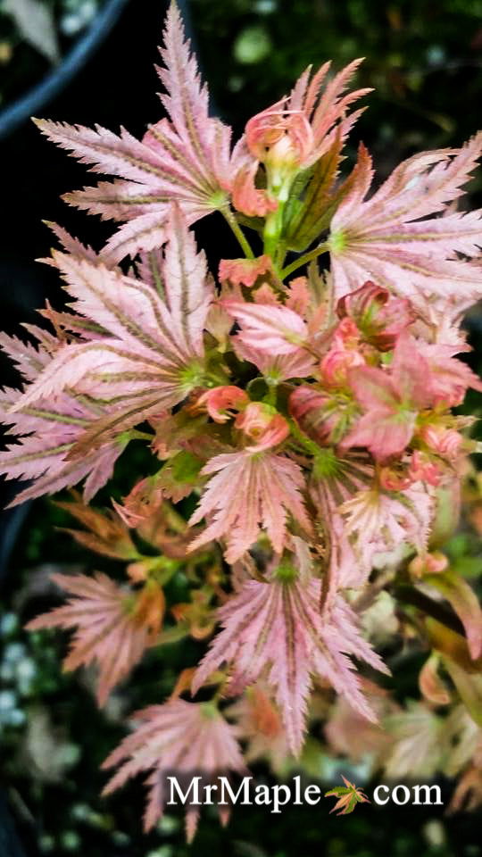 - Acer palmatum 'Squitty' Dwarf Japanese Maple - Mr Maple │ Buy Japanese Maple Trees