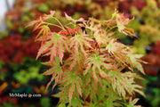 - Acer palmatum 'Squitty' Dwarf Japanese Maple - Mr Maple │ Buy Japanese Maple Trees
