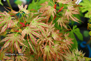- Acer palmatum 'Squitty' Dwarf Japanese Maple - Mr Maple │ Buy Japanese Maple Trees
