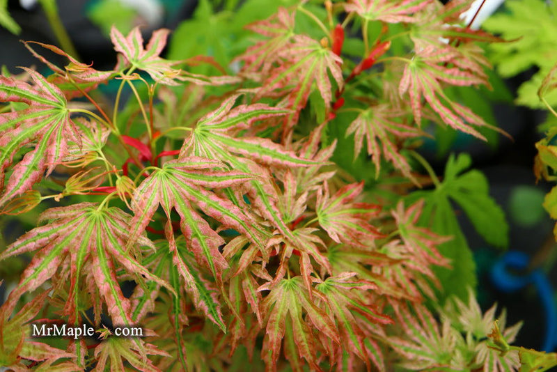 - Acer palmatum 'Squitty' Dwarf Japanese Maple - Mr Maple │ Buy Japanese Maple Trees