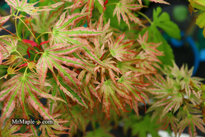 - Acer palmatum 'Squitty' Dwarf Japanese Maple - Mr Maple │ Buy Japanese Maple Trees