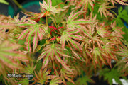- Acer palmatum 'Squitty' Dwarf Japanese Maple - Mr Maple │ Buy Japanese Maple Trees