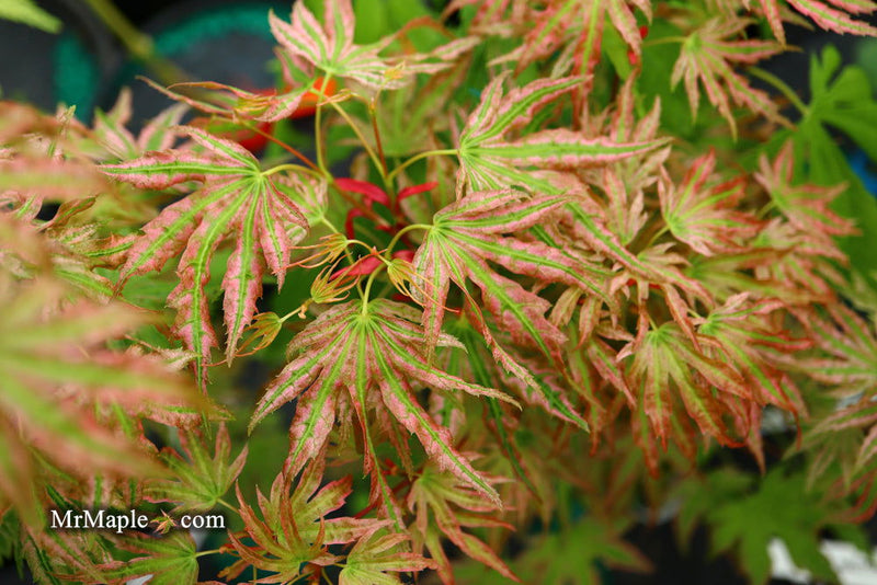 - Acer palmatum 'Squitty' Dwarf Japanese Maple - Mr Maple │ Buy Japanese Maple Trees