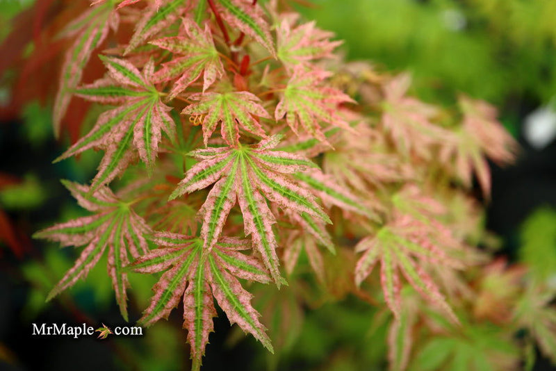 - Acer palmatum 'Squitty' Dwarf Japanese Maple - Mr Maple │ Buy Japanese Maple Trees