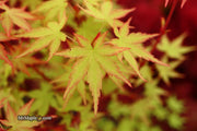 - Acer palmatum 'Squitty' Dwarf Japanese Maple - Mr Maple │ Buy Japanese Maple Trees