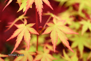- Acer palmatum 'Squitty' Dwarf Japanese Maple - Mr Maple │ Buy Japanese Maple Trees