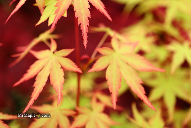 - Acer palmatum 'Squitty' Dwarf Japanese Maple - Mr Maple │ Buy Japanese Maple Trees