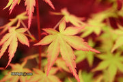 - Acer palmatum 'Squitty' Dwarf Japanese Maple - Mr Maple │ Buy Japanese Maple Trees